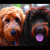 Goldendoodles and Australian Labradoodle : Pictures in this gallery are of my Goldendoodles and Australian Labradoodle. Enjoy~