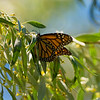 Nature and Miscellaneous : 